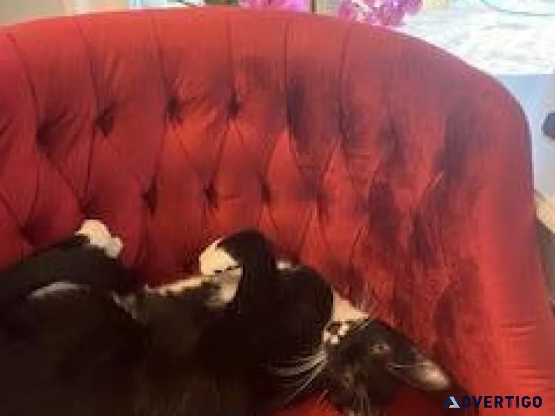 2 year old male Tuxedo