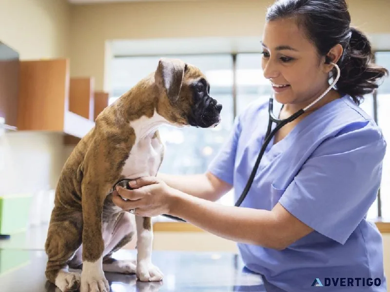 Online Vet Consultation