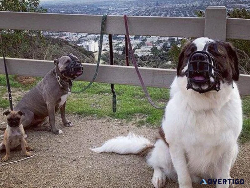 Heel dog training Academy