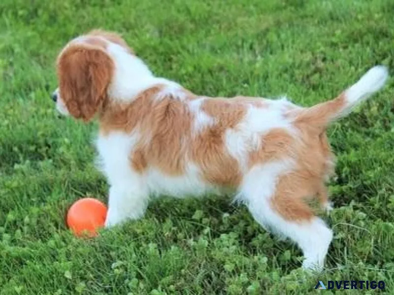 Cavalier King Charles Puppies