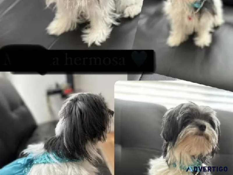 I have Maltese pups for sale at giveaway price.