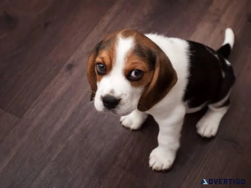 Puppies