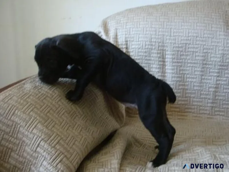 Healthy Cane Corso puppies ready