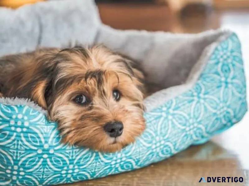 Calming Dog Beds Do They Really Work