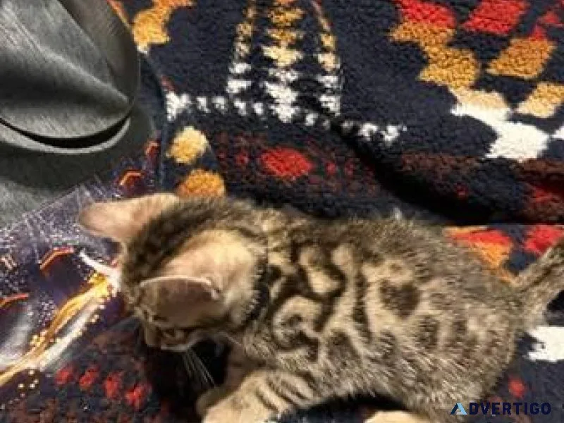 Bengal Kittens -ready to go home
