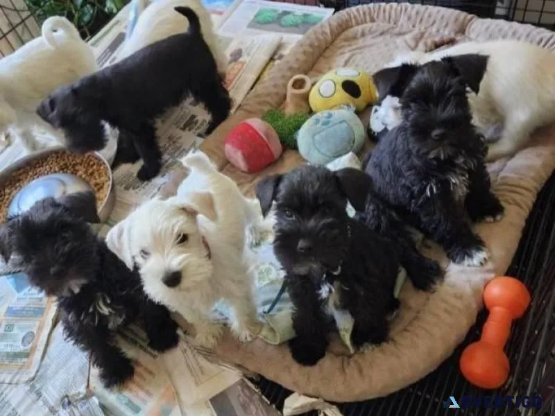 Adorable Miniature Pinscher Puppies