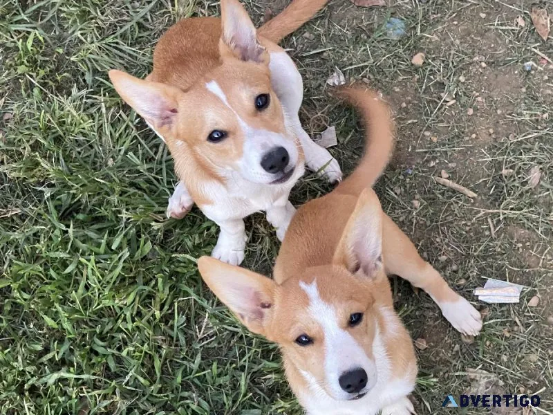 Corgichihuahua mix