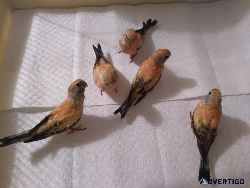 Rainbow Bourke Australian Grass Parakeet Babies