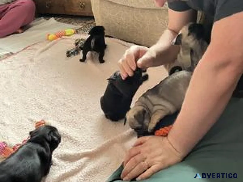 Gorgeous Male and female Pug Puppies