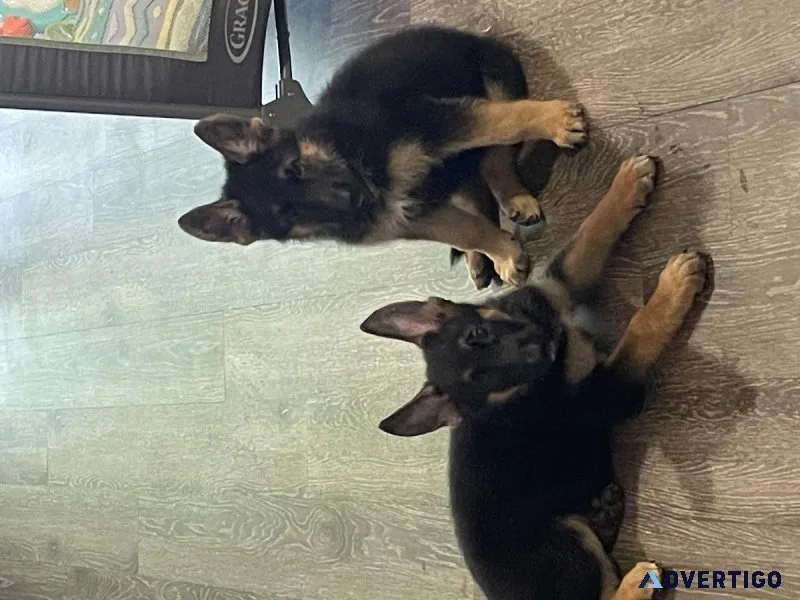 Pure Bred German Shepard