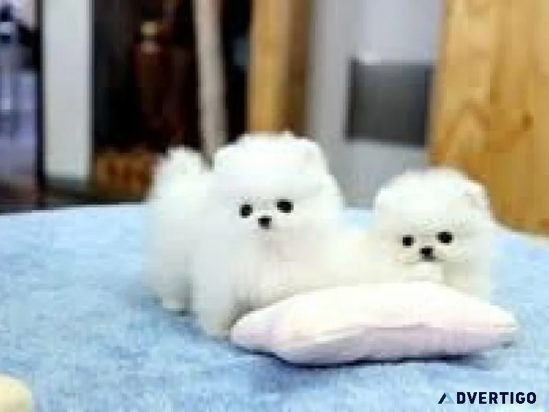 Cute Tiny Teacup Pomeranian Puppies