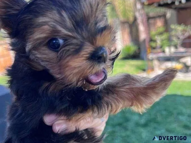 Golden and Silver Yorkshire Terrier Puppies