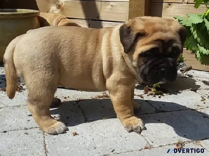 Outstanding Bull Mastiff Puppies