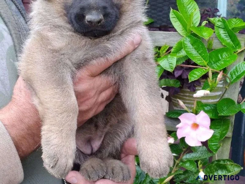German Shepherd Puppies for Sale