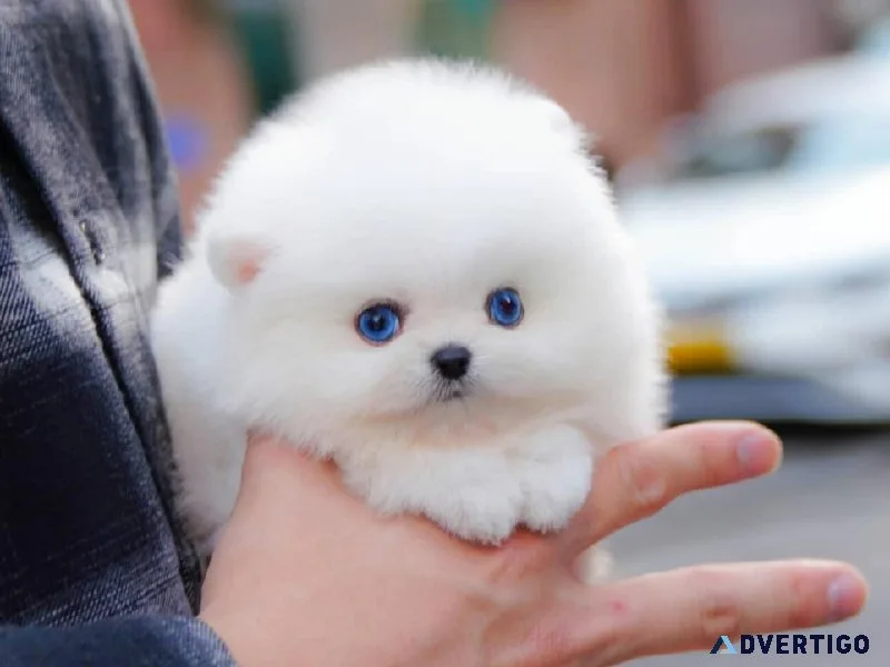 MINI POMERANIAN PUPPY