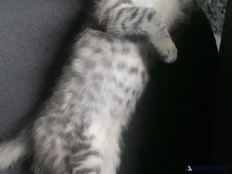 F5 Savannah Kitten (Female)