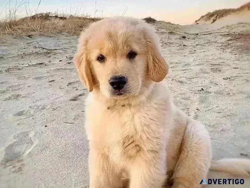 AKC Reg Golden Retriever Puppies