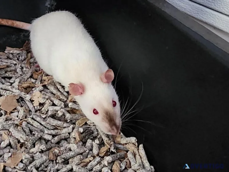 Adult and Juvenile Fancy Rats
