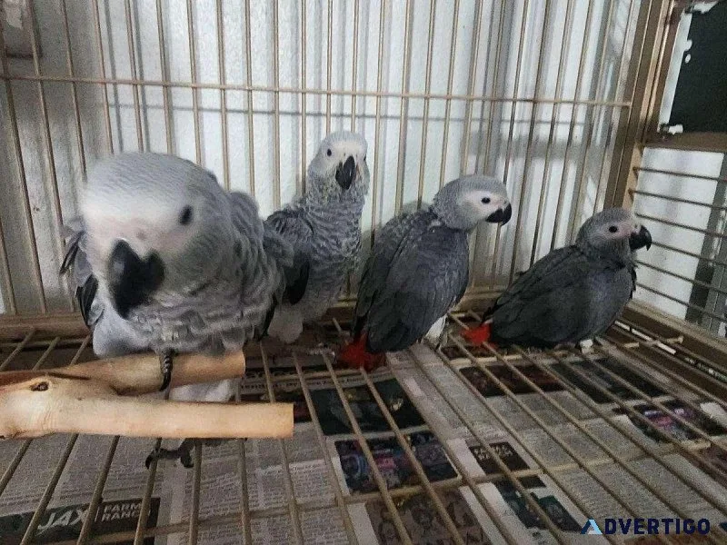 Lovely African Grey Parrots For sale with accessories.