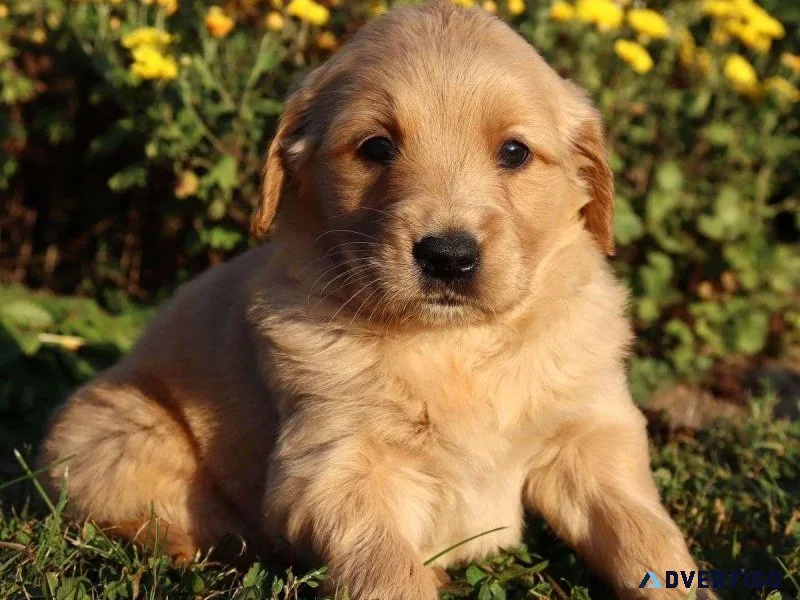 Molly Female Golden Retriever