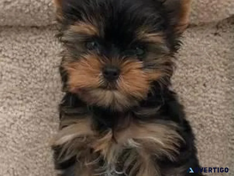 Quality Yorkie puppies available