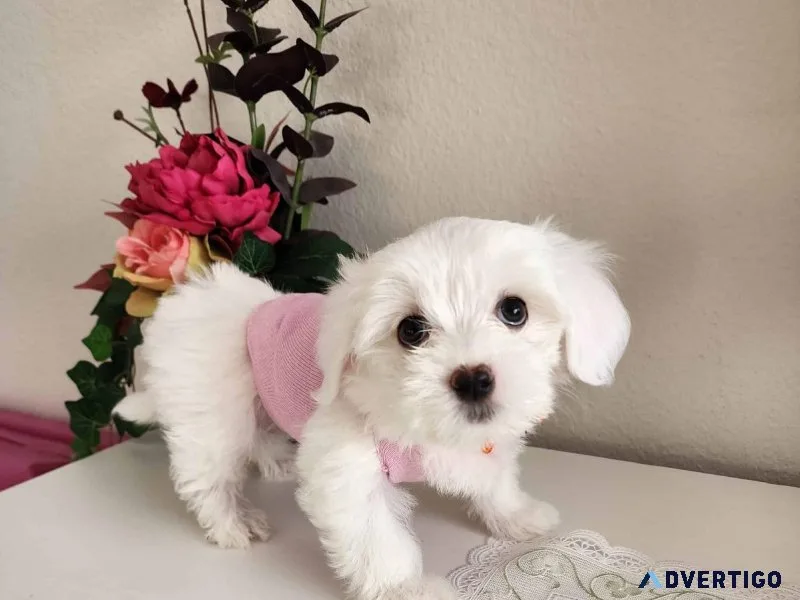Quality  Maltese puppies