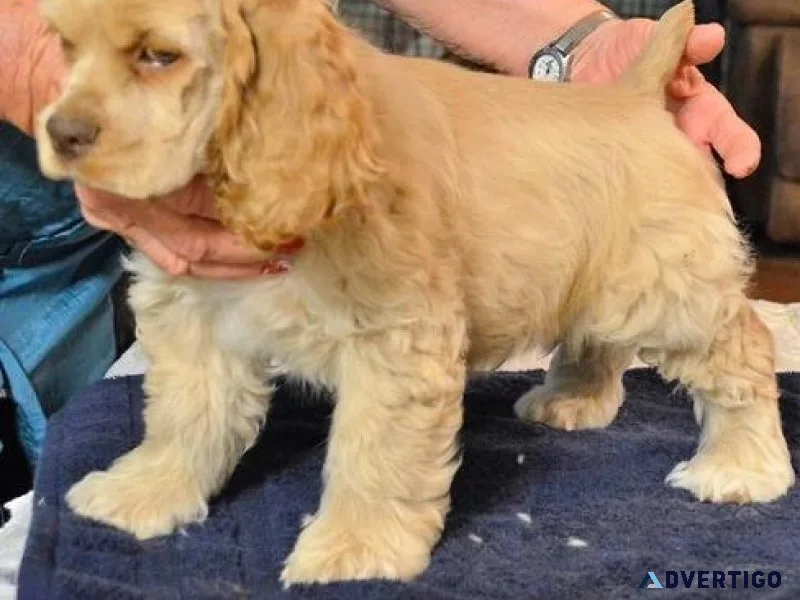 Adorable Cocker Spaniel puppies ready for Sale