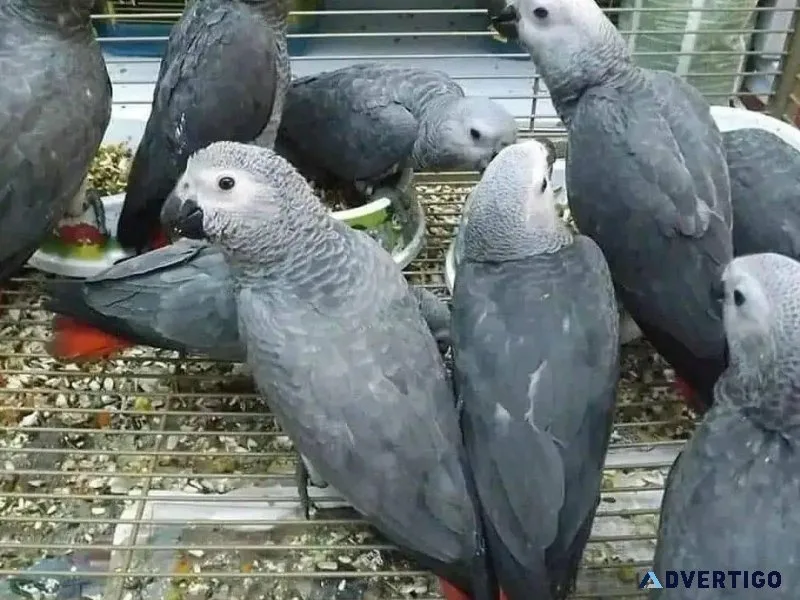 Fantastic raised African Grey parrots For Sales.
