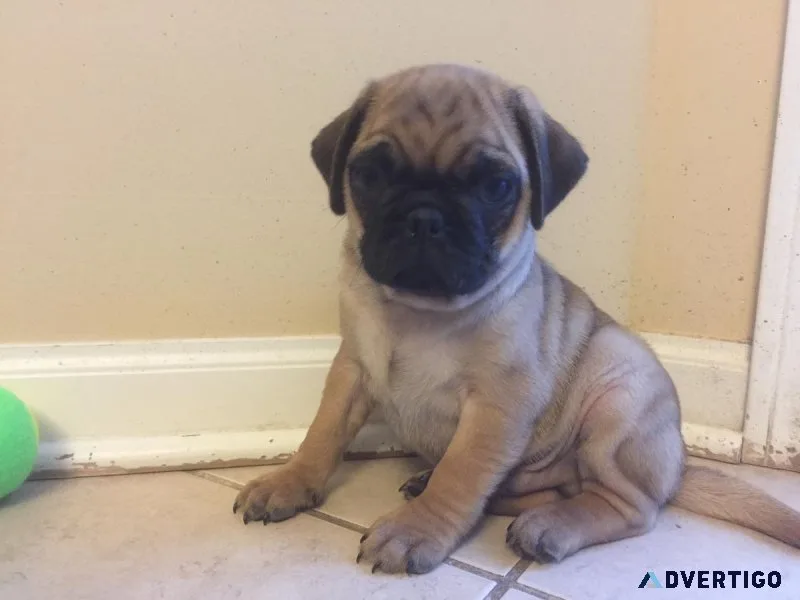 2 pug puppies For Adoption