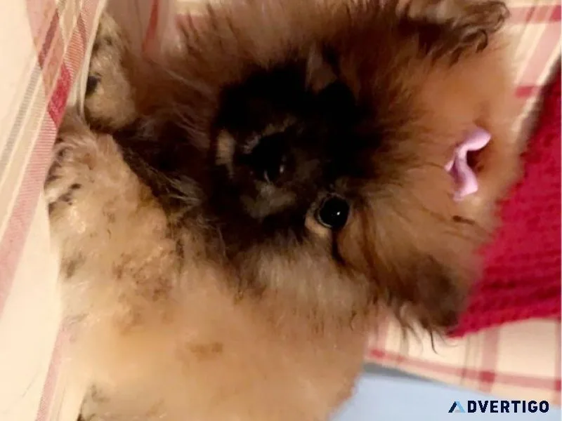 Pomeranian Puppies