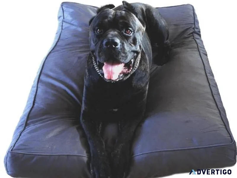 Chew Resistant Dog Bed- Why should you Buy them