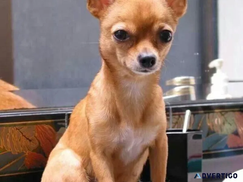 Charming Chihuahua looking for a loving home
