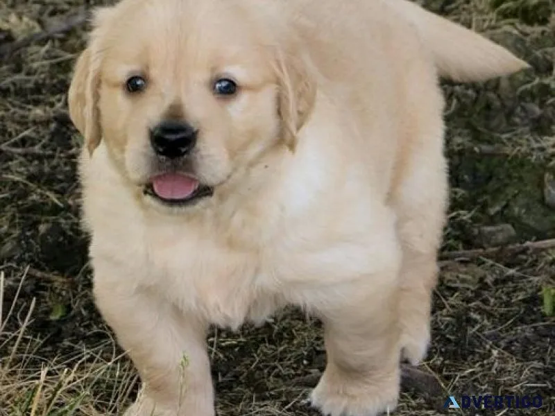 Purebred Golden Retriever Puppies for sale