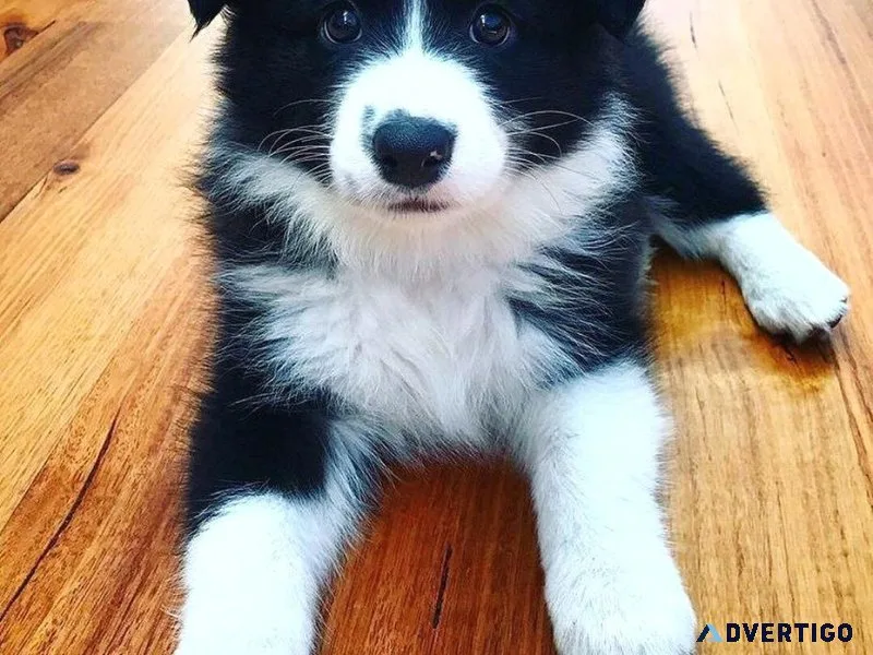 Playmate Male and Female Border Collies Puppies