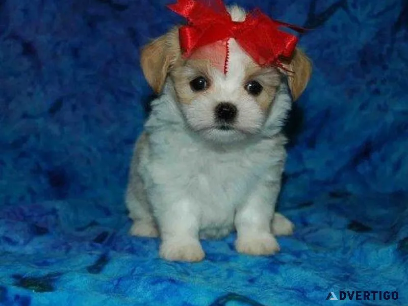 Cute Shih Tzu Puppies For Sale