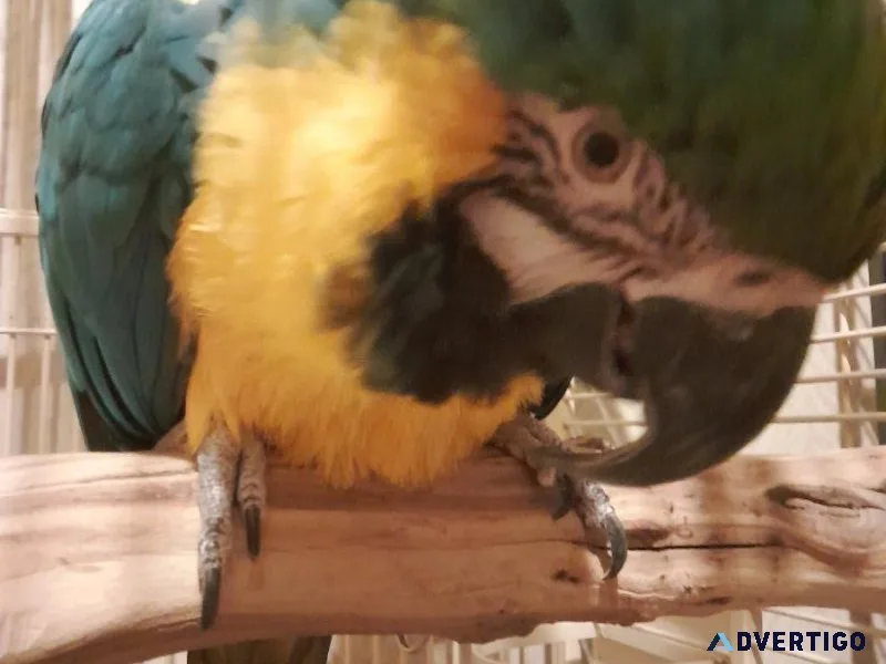 Blue And Gold Macaw (Cage Included)