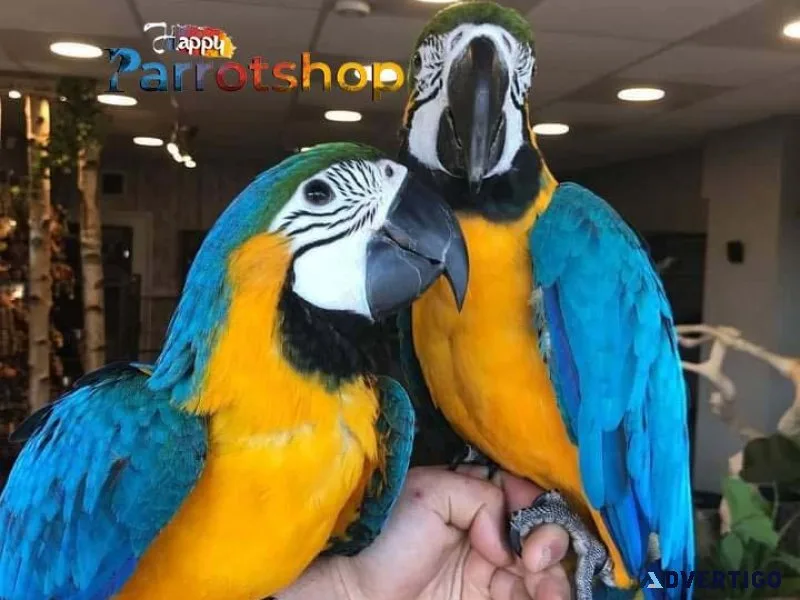 Bonded pair male and female macaws