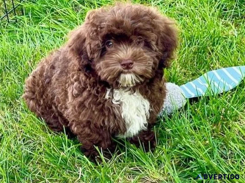 Stunning Shihpoo Puppies For Sale
