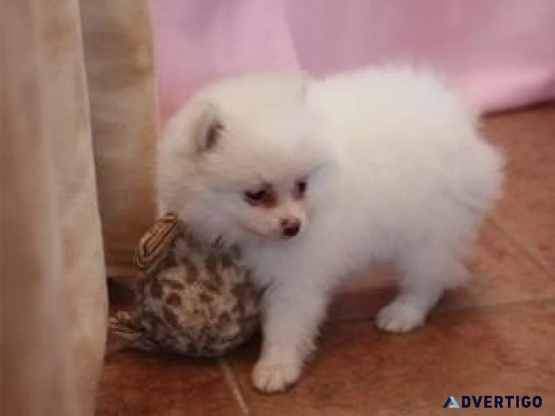 Pomeranian Puppy Male and Female Pure Breed