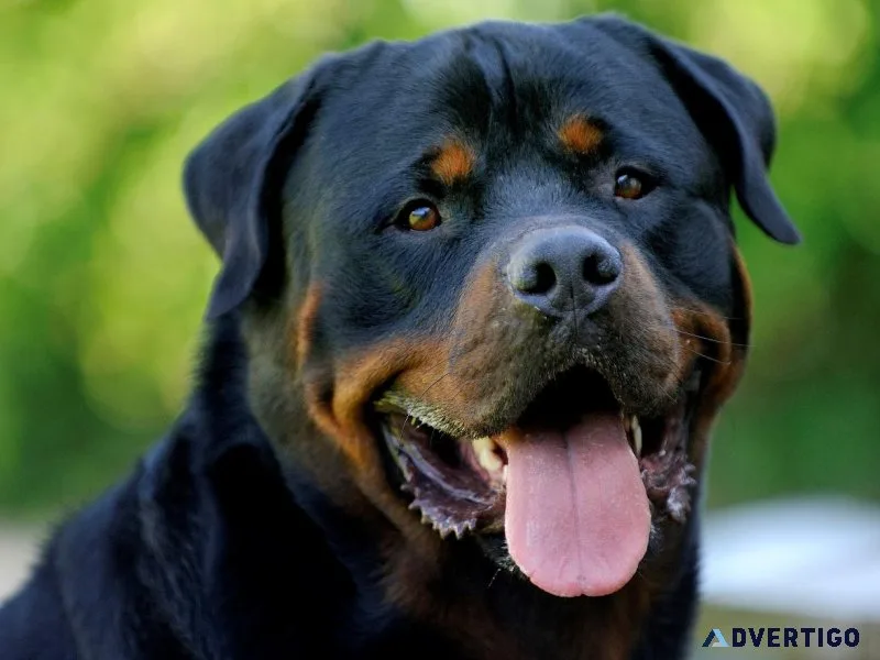 Don t banish your dog for something they can t control  
