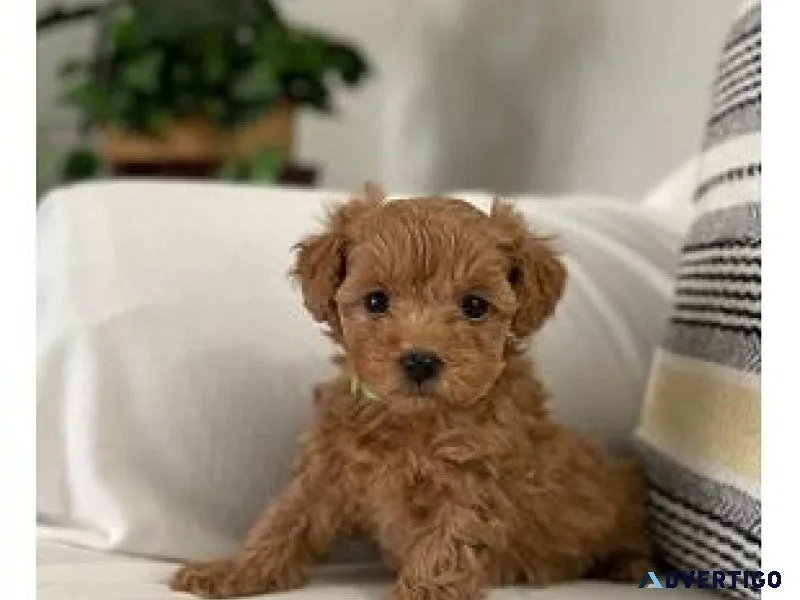 We have Teacup Red Poodle and Male toy poodles