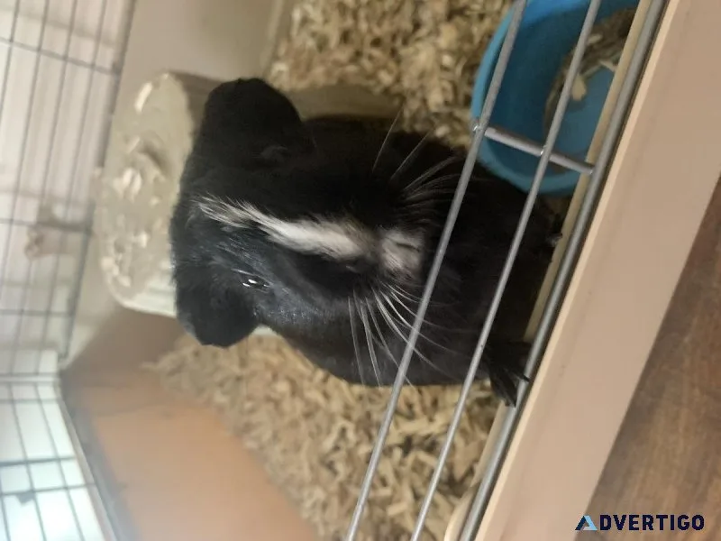 Bonded pair of male Guinea pigs