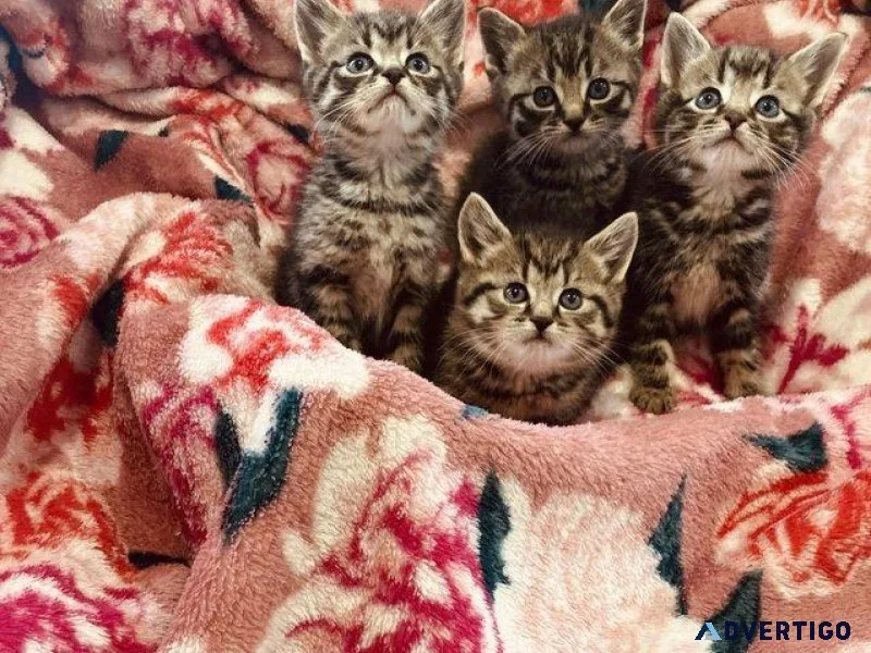Maine coon x kittens for sale