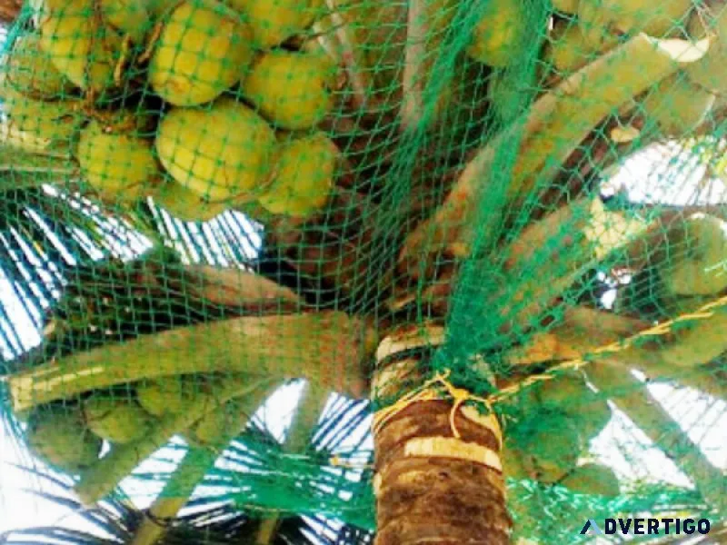 Coconut tree safety net service provider
