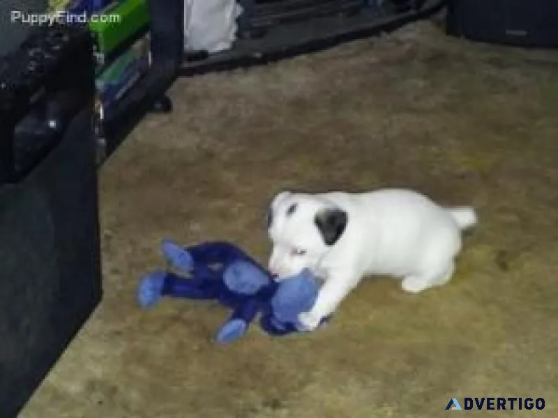 Beautiful Jack Russell puppies for your home