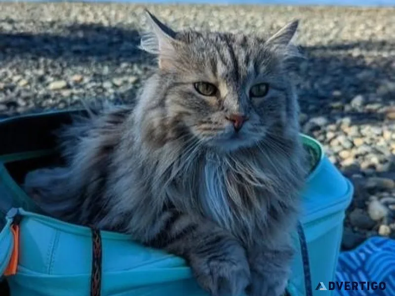The Ultimate Cat Backpack for Travel and Adventure