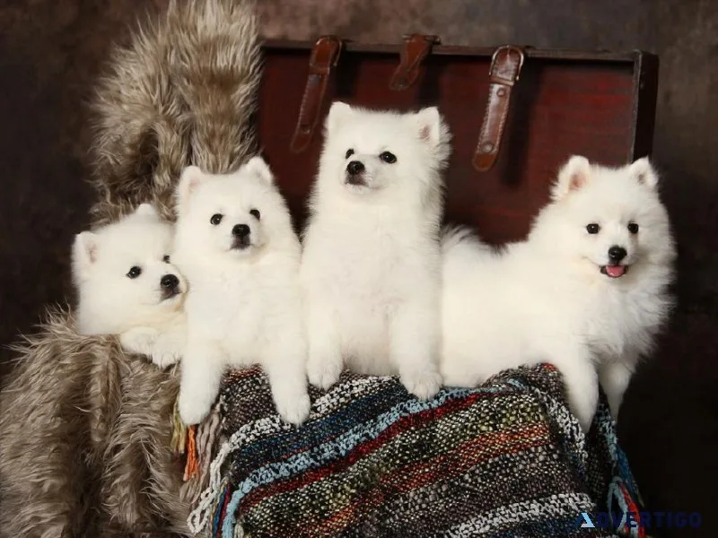 Sweet Japanese Spitz Puppies For Sale