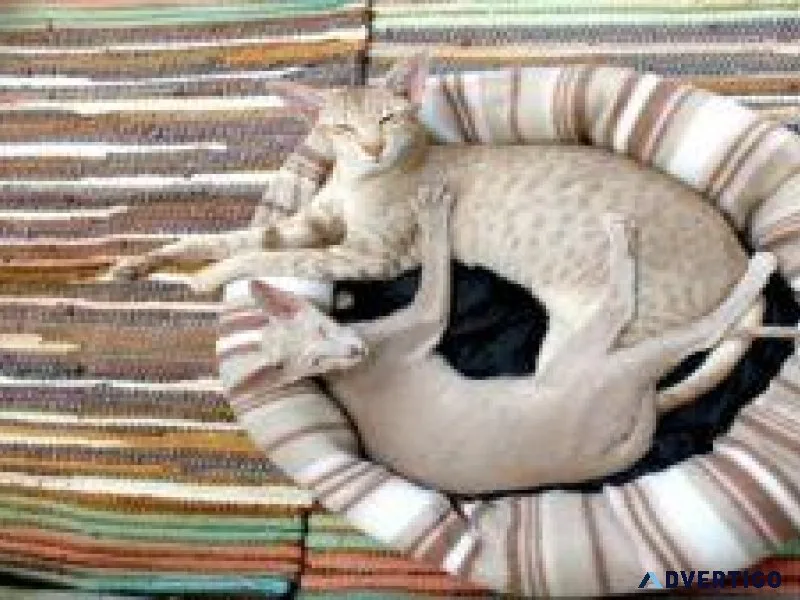 Find the best bed in India for your cat