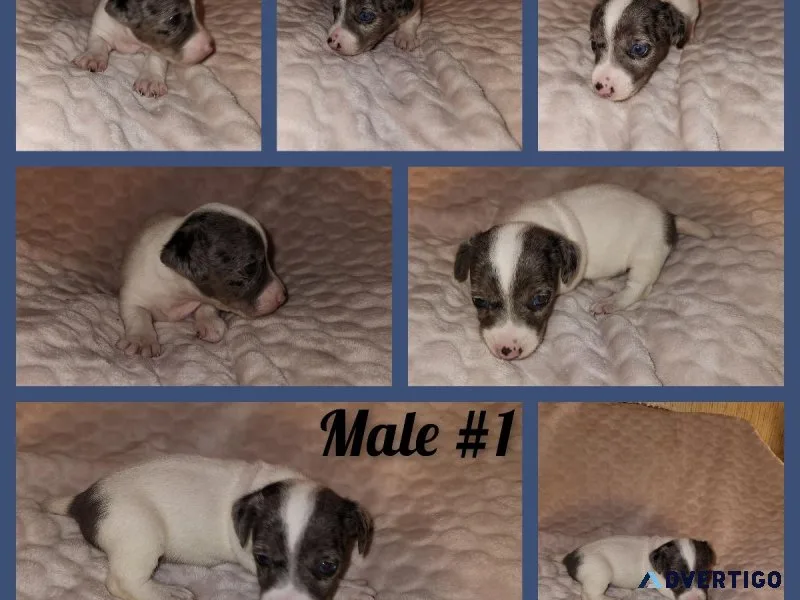 CKC Jack Russell Male