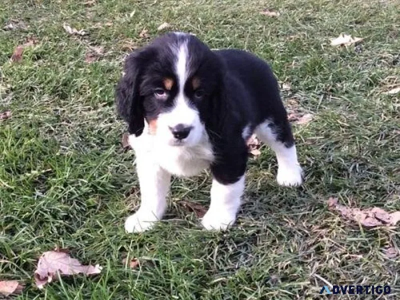 Home Raised English Springer Spaniel puppies